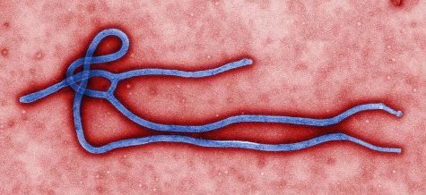 Imagen al microscopio electrónico de transmisión del virus Ébola (CDC/Cynthia Goldsmith: http://commons.wikimedia.org/wiki/File:Ebola_virus_virion.jpg)