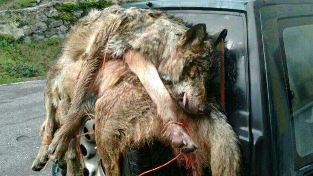 lobo fauna caza cacería batida muerte medio ambiente asturias