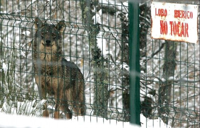 lobo ibérico fauna león museo salvaje valdehuesa caza daños