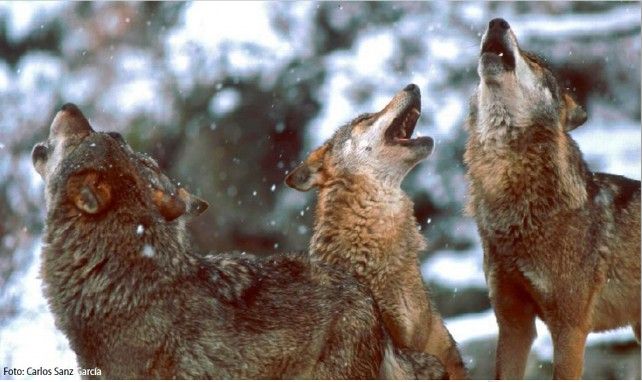 Estampa de lobos ibéricos.
/ Carlos Sanz García / Estudio Ecologistas en Acción