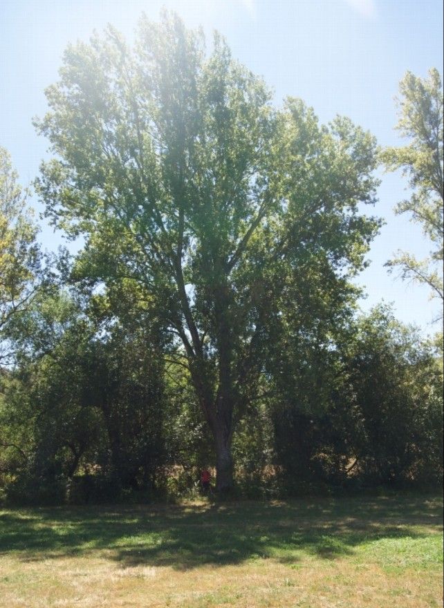 El árbol más alto este álamo negro que mide 35 metros, en el municipio de Fabero.