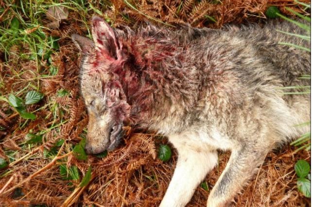 lobo ibérico lupus muerto disparo cacería fauna