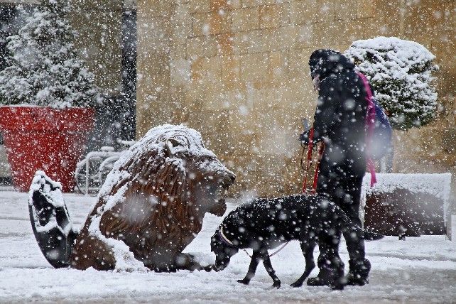 Animales bajo la nieve en la capital.