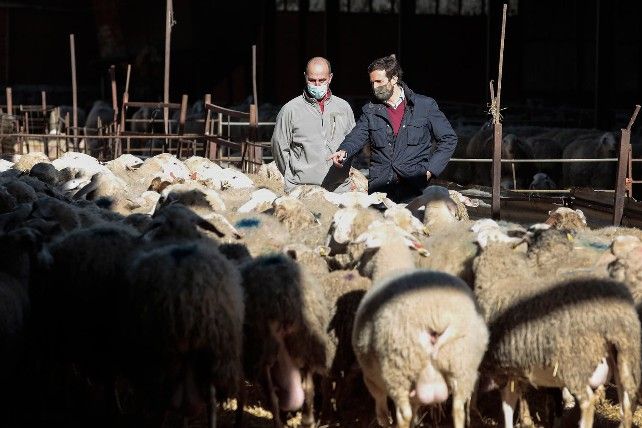 Pablo Casado entre ovejas, visitando una explotación ovina en Matadeón. // Campillo / ICAL
