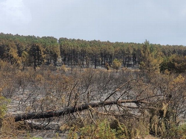 Incendio forestal de la Sierra de la Culebra de Zamora en Sarracín de Aliste 2