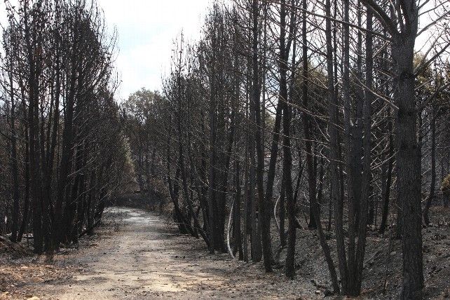 Incendio en la Sierra de la Culebra en Zamora. // JL Leal / ICAL 2